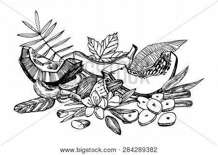Banana, Melon And Coconut Sketch Illustrations. Hand Drawn Illustrations Isolated On White Backgroun