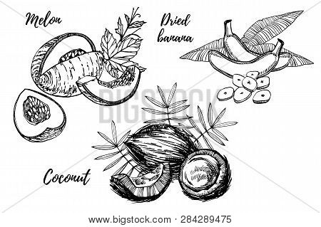 Banana, Melon And Coconut Sketch Illustrations. Graphic Hand Drawn Illustrations Isolated On White B