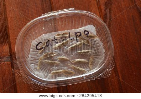 Sprouting seeds of Catalpa Bignonioides on a wet paper napkin in a plastic box