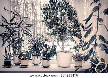 Variety Of Indoor Plants On The Windowsill
