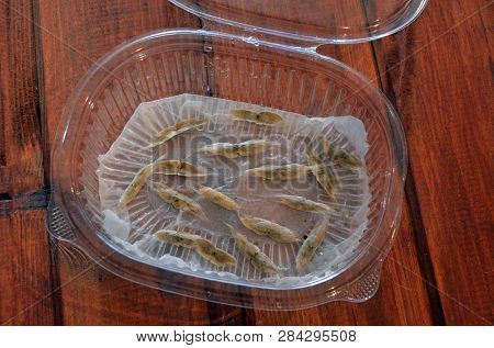 Sprouting seeds of Catalpa Bignonioides on a wet paper napkin in a plastic box