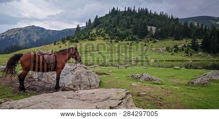 Beautiful Look At Horse With Mountains In The Background