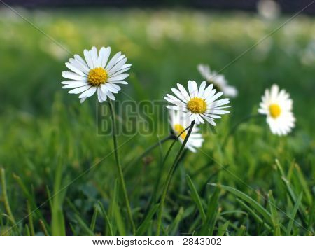 Gänseblümchen (Bellis Perenis) close-up Details