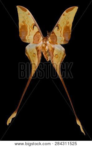 Color Butterfly, Isolated On On Black Background (actias Maenas).