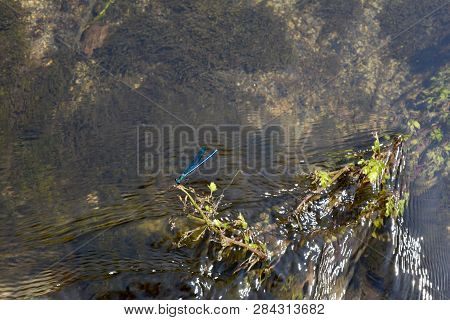 Blue Dragonfly (calopteryx Virgo) Lodged In The Vegetation In The Middle Of The River