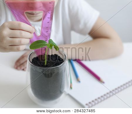 Schoolgirl In A Biology Or Botany Class Measure A Sprouted Green Plant With A Ruler. Ucumber Leaves.