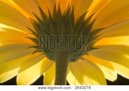 Gerbera żółta