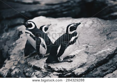 Group Of Magellanic Penquins - Spheniscus Magellanicus