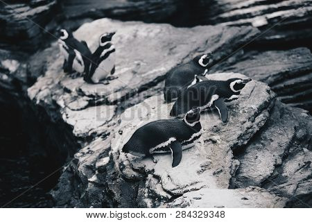 Group Of Magellanic Penquins - Spheniscus Magellanicus