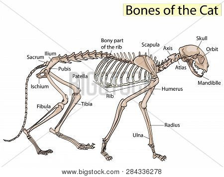 Cat Skeleton Veterinary Raster, Cat Osteology, Bones