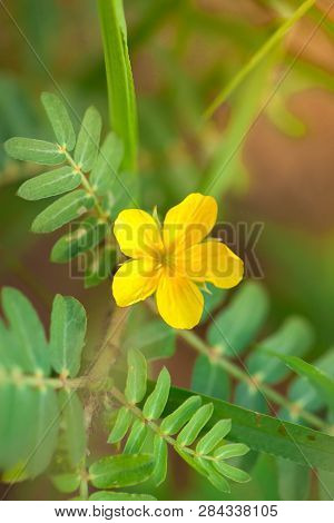 Yellow Flowers On The Beach. (tribulus Terrestris Linn.)