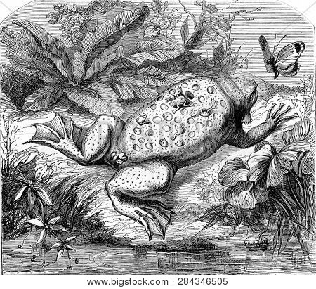 Pipa of Guyana, vintage engraved illustration. From Zoology Elements from Paul Gervais.
