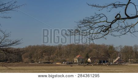 Old Farm With Cows Near Rozmberk Pond In Winter Sunny Day