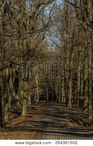 Path With Leaf Old Trees Near Rozmberk Pond In Winter Sunny Day