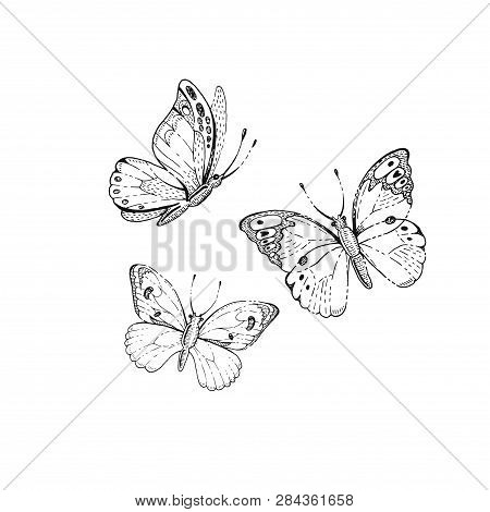 Spring, Summer Butterfly Art. For Tattoo, Coloring Book, T-shirt Print, Wadding Invitation, Mother S