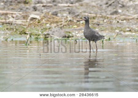 Benekli Redshank