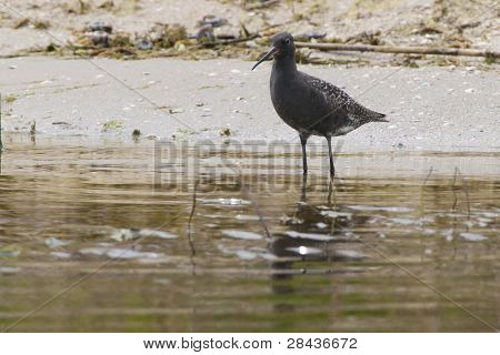 Benekli Redshank