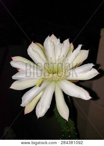 Blooming Thornless Cereus Cactus With Opened White Flower Ready For Pollination Night, Phoenix, Ariz