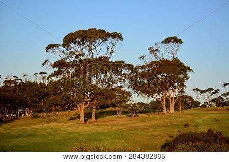 Eucalyptus Trees, Very Large Trees Of The Myrtle Family (myrtaceae), Native To Australia, Tasmania, 