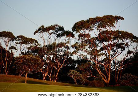 Eucalyptus Trees, Very Large Trees Of The Myrtle Family (myrtaceae), Native To Australia, Tasmania, 