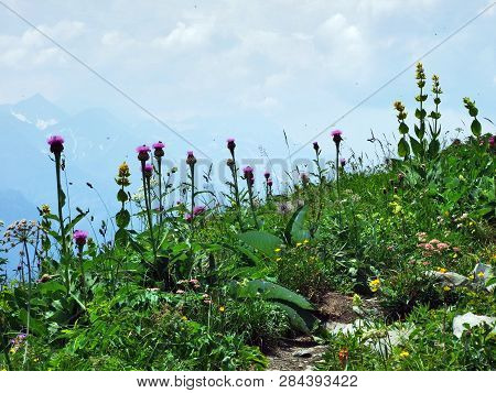 Alpine Wild Flowers On The Gonzen Mountain Above Sargans And The River Rhine Valley - Canton Of St. 