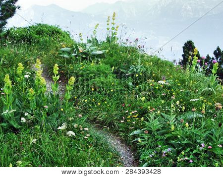 Alpine Wild Flowers On The Gonzen Mountain Above Sargans And The River Rhine Valley - Canton Of St. 