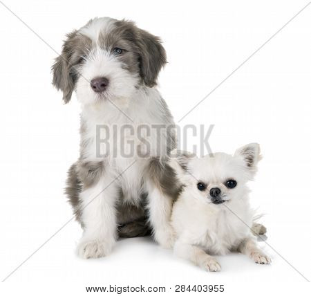 Puppy Bearded Collie And Chihuahua In Front Of White Background