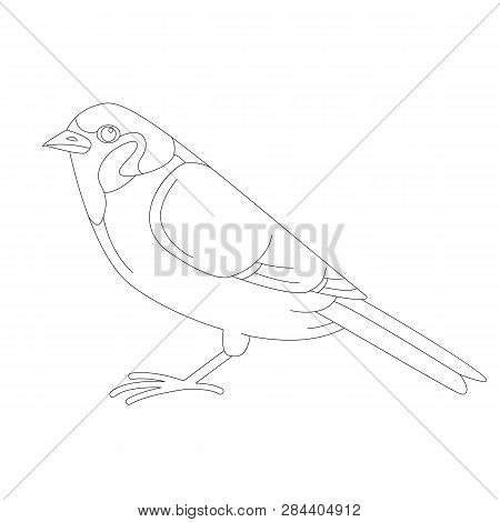 Bird Sparrow, Vector Illustration, Lining Draw,  Profile View