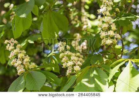 Flowering Chestnut Branch In Spring. Three Brown Candles