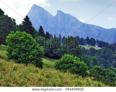 Trees And Mixed Forests On The Slopes Of Gonzen Mountain - Canton Of St. Gallen, Switzerland