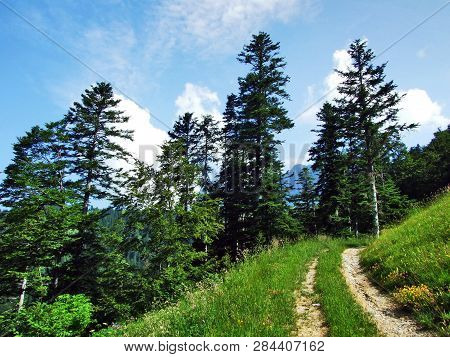 Trees And Evergreen Forests On The Slopes Of Gonzen Mountain - Canton Of St. Gallen, Switzerland