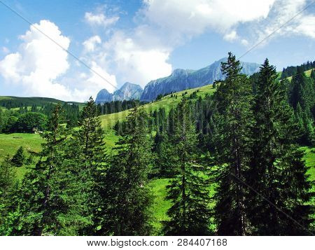Trees And Evergreen Forests On The Slopes Of Gonzen Mountain - Canton Of St. Gallen, Switzerland