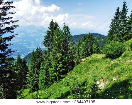 Trees And Evergreen Forests On The Slopes Of Gonzen Mountain - Canton Of St. Gallen, Switzerland