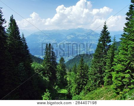 Trees And Evergreen Forests On The Slopes Of Gonzen Mountain - Canton Of St. Gallen, Switzerland