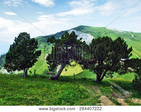 Trees And Evergreen Forests On The Slopes Of Gonzen Mountain - Canton Of St. Gallen, Switzerland