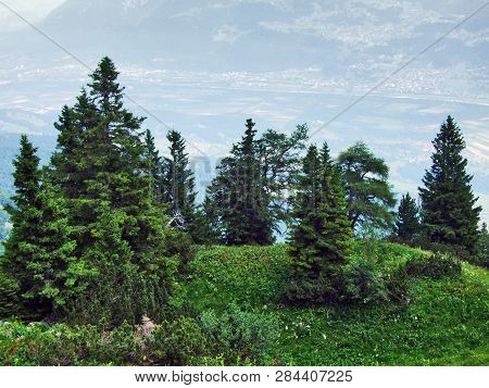 Trees And Evergreen Forests On The Slopes Of Gonzen Mountain - Canton Of St. Gallen, Switzerland