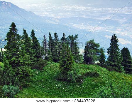Trees And Evergreen Forests On The Slopes Of Gonzen Mountain - Canton Of St. Gallen, Switzerland