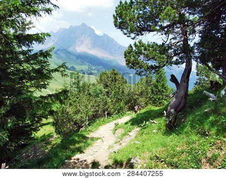 Trees And Evergreen Forests On The Slopes Of Gonzen Mountain - Canton Of St. Gallen, Switzerland