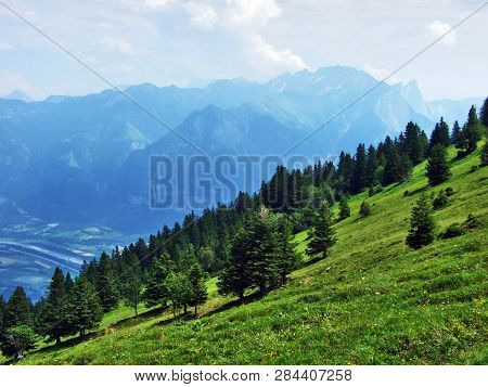 Trees And Evergreen Forests On The Slopes Of Gonzen Mountain - Canton Of St. Gallen, Switzerland