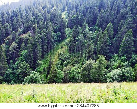 Trees And Evergreen Forests On The Slopes Of Gonzen Mountain - Canton Of St. Gallen, Switzerland