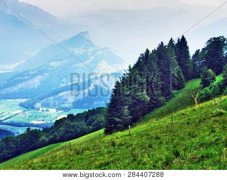 Trees And Evergreen Forests On The Slopes Of Gonzen Mountain - Canton Of St. Gallen, Switzerland