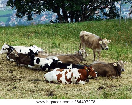 Cows On The Pastures Of The Slopes Of Gonzen Mountain In The Appenzell Alps Mountain Range - Canton 