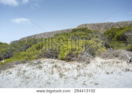 Pine Grove Of Aleppo Pine, Pinus Halepensis, Growing On Dunes. Photo Taken In Santa Pola, Alicante, 