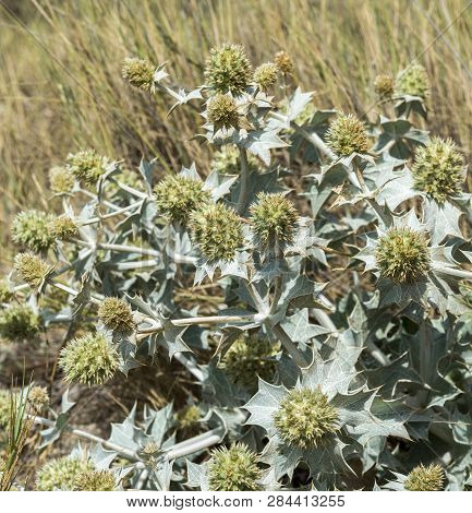 Close-up Of Sea Holly, Eryngium Maritimum, Growing On The Dunes. It Is A Species In The Apiaceae Fam