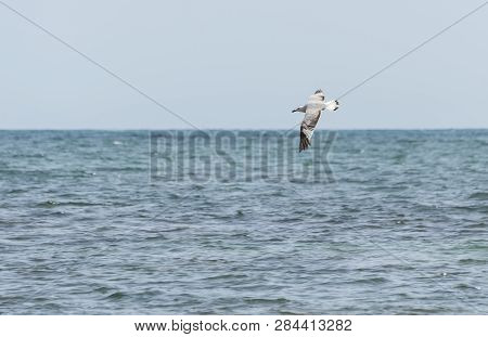 Audouin Gull, Larus Audouinii, In Flight. It Is An Endangered Gull Restricted To The Mediterranean A