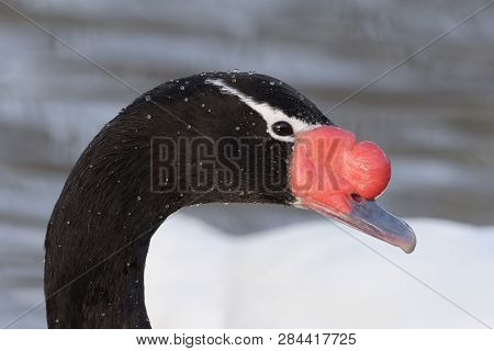 Black-necked Swan - Cygnus Melancoryphus 
Closeup Of Head