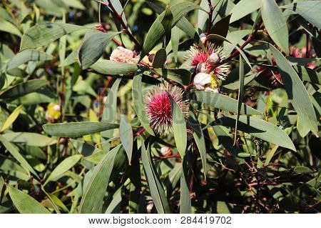 Pincushion Hakea With Its Colorful Ball Like Flowers