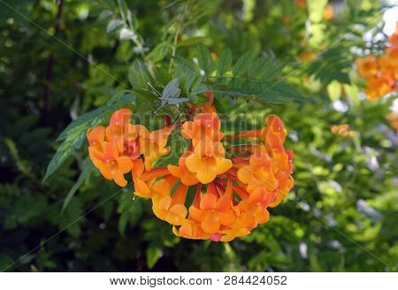 Deciduous Liana Kampsis  (lat.- Campsis) Blooms Beautiful Orange Flowers