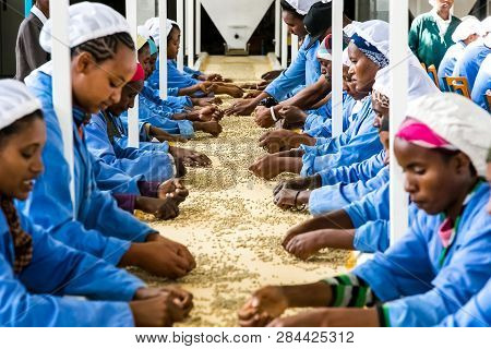 Raw Coffee Bean Sorting And Processing In A Factory