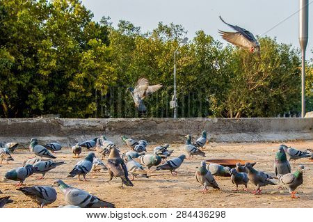 Group Of Pigeons